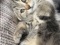 Yavru Scottish Fold Kedimiz