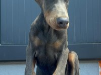 Blue doberman özel seri estetikli