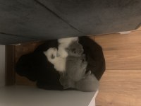 1 aylık british shorthair yavrularım