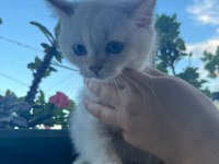 Kuru mama ve tuvalet eğitimli british shorthair