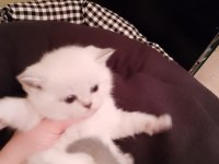 Çok tatlı safkan blue point british shorthair yavrumuz