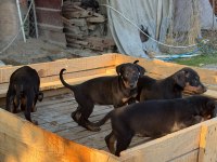 DİŞİ DOBERMAN YAVRUMUZ