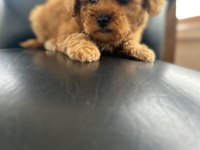 Poodle yavrum