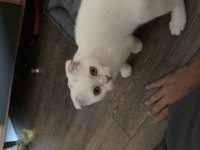 3aylık scottish kedi