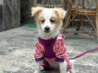 4 aylık havanese terrier