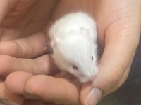 Hamster yavrularımız