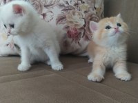 Safkan scrli british shorthair