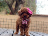 AŞILI TÜY DÖKMEYEN MİCRO BOY TOY POODLE