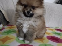 Chanel isimli pomeranian kızımıza yuva arıyorum