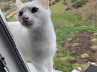 1 yaşında Ankara kedisi ücretsiz sahiplendirme
