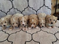 A kalite sağlıklı orjinal maltipoo