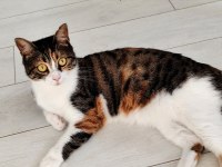 Sıcak yuvasını arayan minnoşlar