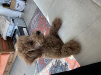 3 AYLIK YAVRU TOY POODLE