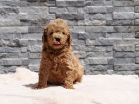 F1B GOLDENDOODLE YAVRULAR