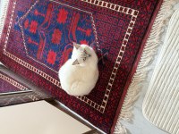 Ücretsiz sahiplendirme british shorthair