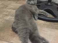 8 aylık dişi scottish fold kırık kulak kedime yuva