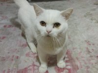 Beyaz Renkli British Shorthair
