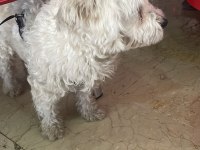 Ücretsiz sahiplendirme köpeğimiz