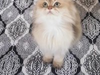 Golden british longhair NY 12 Dişi