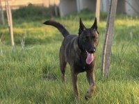 Belçika Malinois Yavrular