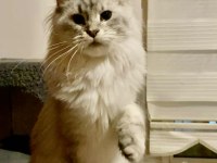 Maine coon yavrular hazır