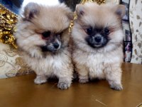 Pomeranian boo yavru 1 buçuk aylık