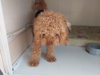 11 Aylık Erkek Poodle