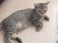 Canım dişi kedimize sıcacık bir yuva