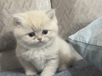 BRİTİSH SHORTHAİR GERÇEK GOLDEN