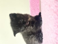 British shorthair 2 aylık erkek
