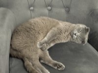 Bal gibi scottish fold kız