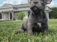 French Bulldog Yavruları Çiftlikten 