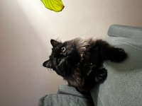 8 aylık chinchilla erkek tüm aşıları tam