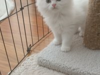 2 aylık british longhair beyaz yavrularımız