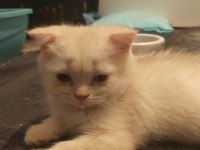 Scottish fold yavrular