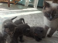 Ücretli sahiplenme british shorthair