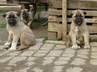Irk Garantili Kangal Yavruları