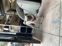 18 aylık dost canlısı pug