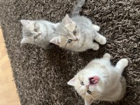 Golden NY11-NY12British Shorthair Yavrular