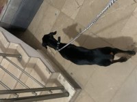 Yetiştirilmiş doberman köpeği