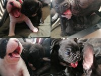 FRENCH BULLDOG