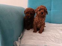 Poodle Yeni Yuvalarını Arıyorlar