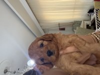 İstanbul Köpeğimiz
