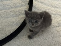 Safkan british shorthair