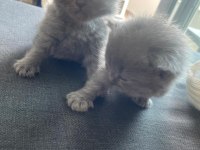 Scottish fold yavrularımız yeni yuvalarını bekliyor