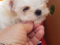 Orjinal Kore Maltese Yavrularımız