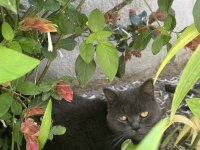 British shorthair gri renkli