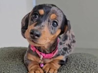 NADİR BULUNAN BLUE MERLE DACHSHUND BEBEĞİMİZ AŞILI
