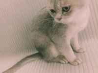 Mavi british shorthair kızımız sahiplendirilecektir