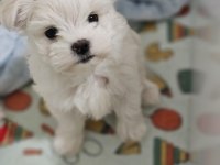 TEACUP KOREKAN MALTESE YAVRULARIMIZ